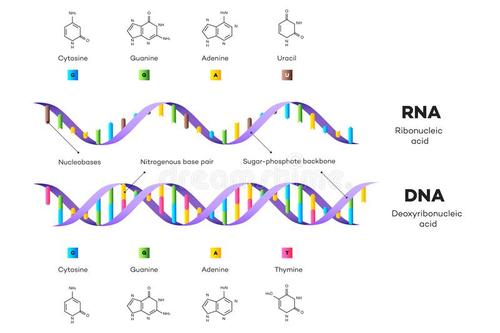 脫氧核糖核酸(DNA) 病毒和核糖核酸(RNA)病毒