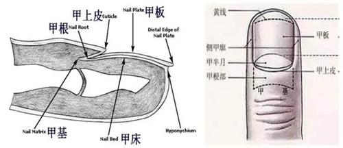 指甲结构